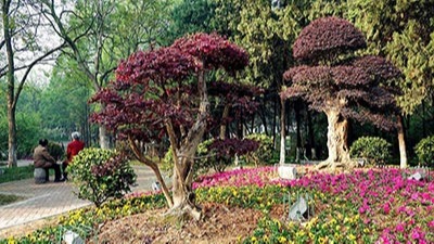 如何利用植物構(gòu)成園林景觀規(guī)劃設(shè)計(jì)的空間？